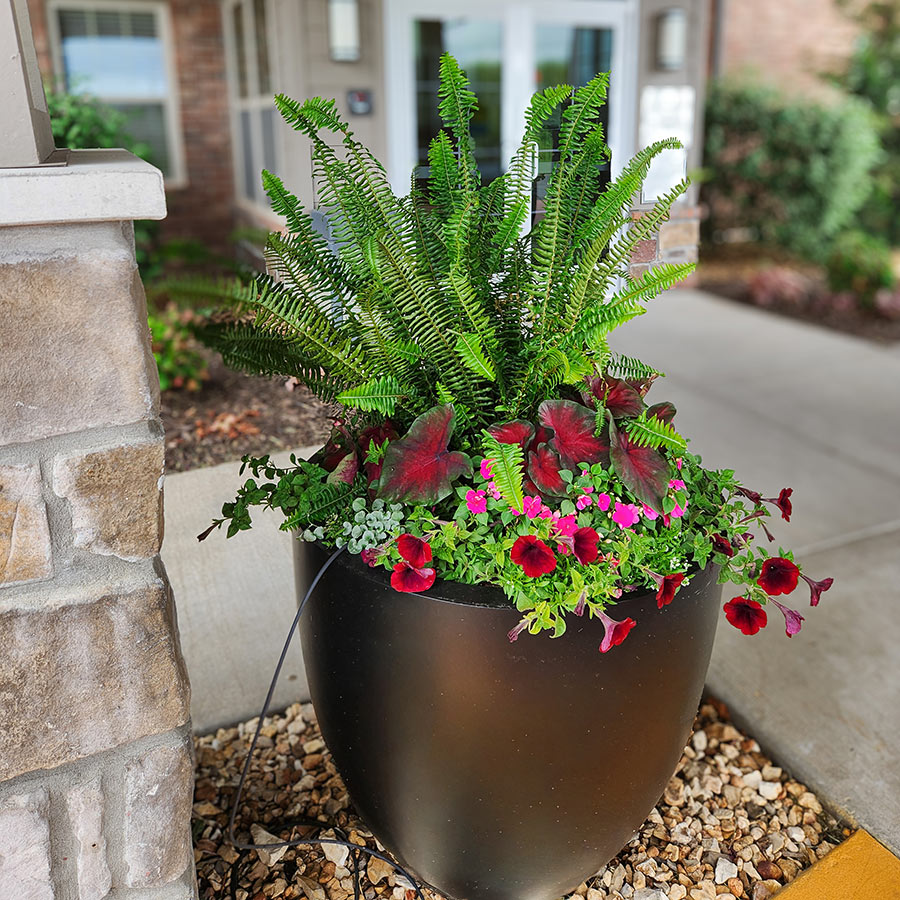 A large planter overflows with rich burgundy flowers and tall plants.